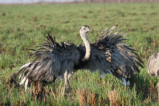 Rheas at the reserve! August 2012